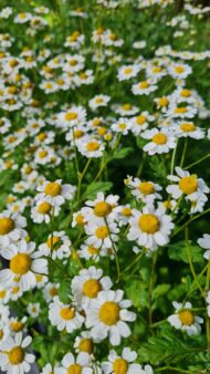 Tisane de camomille romaine bio 25 g – Fleurs d’été – Biotope des Montagnes – vue 2