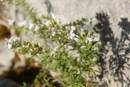 Sarriette bio – Aromate poivré pour tisane et plats – Biotope des Montagnes – vue 2