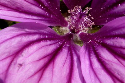 Fleur de mauve — Biotope des Montagnes