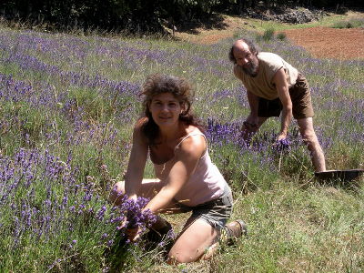 Jean-Louis et Caro cueillant la lavande