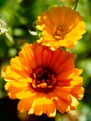 Fleur de souci — Biotope des Montagnes