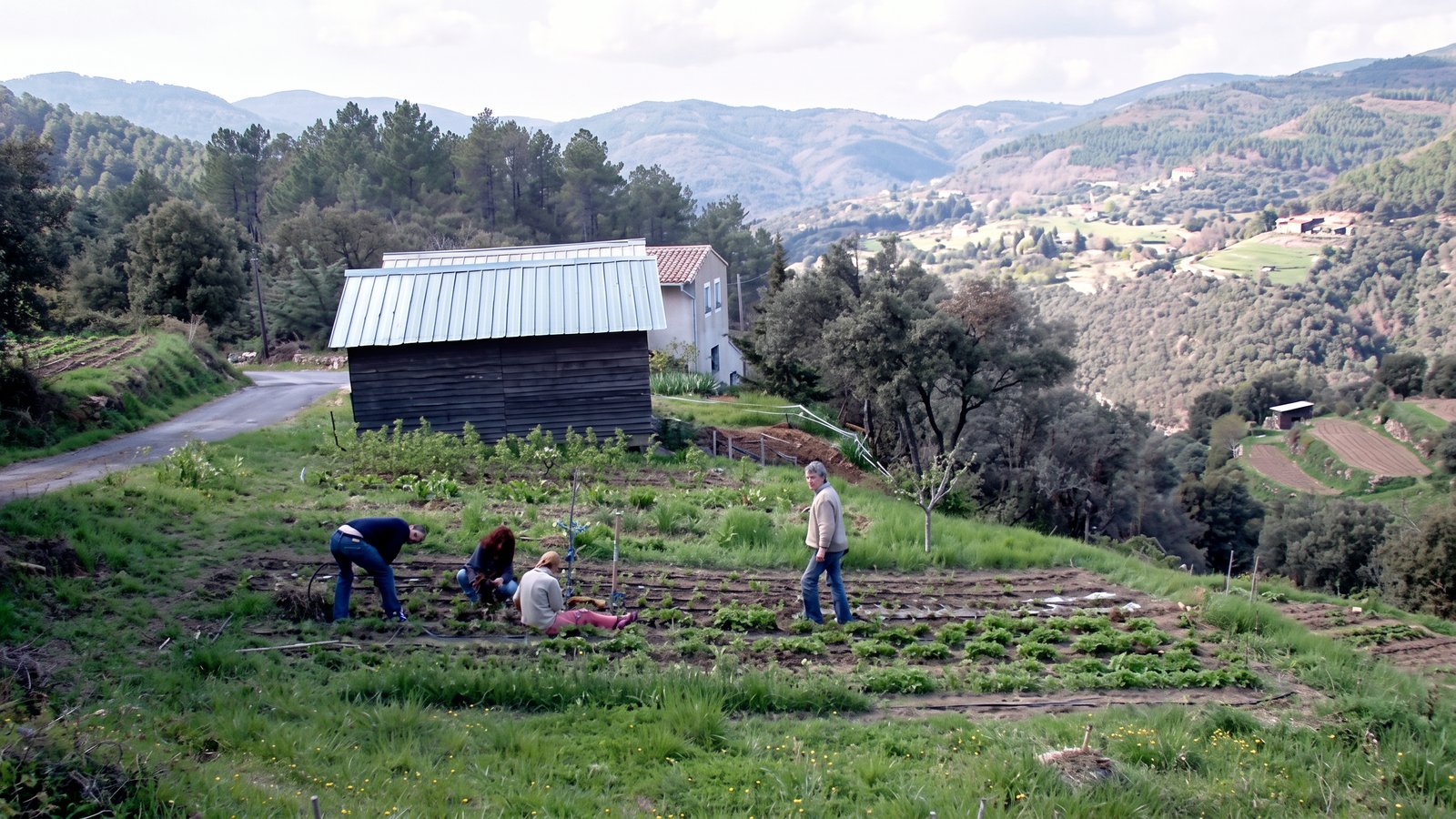 Désherbage familial dans les cultures de mélisse en Cévennes
