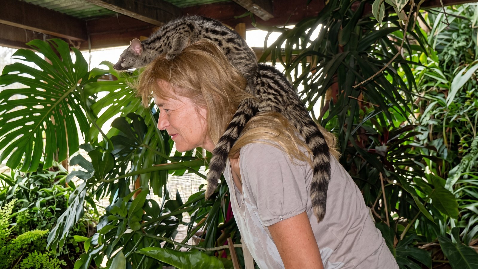 Wicki Gerbranda et les genettes